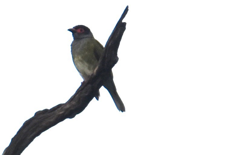 Australasian Figbird - ML629323850