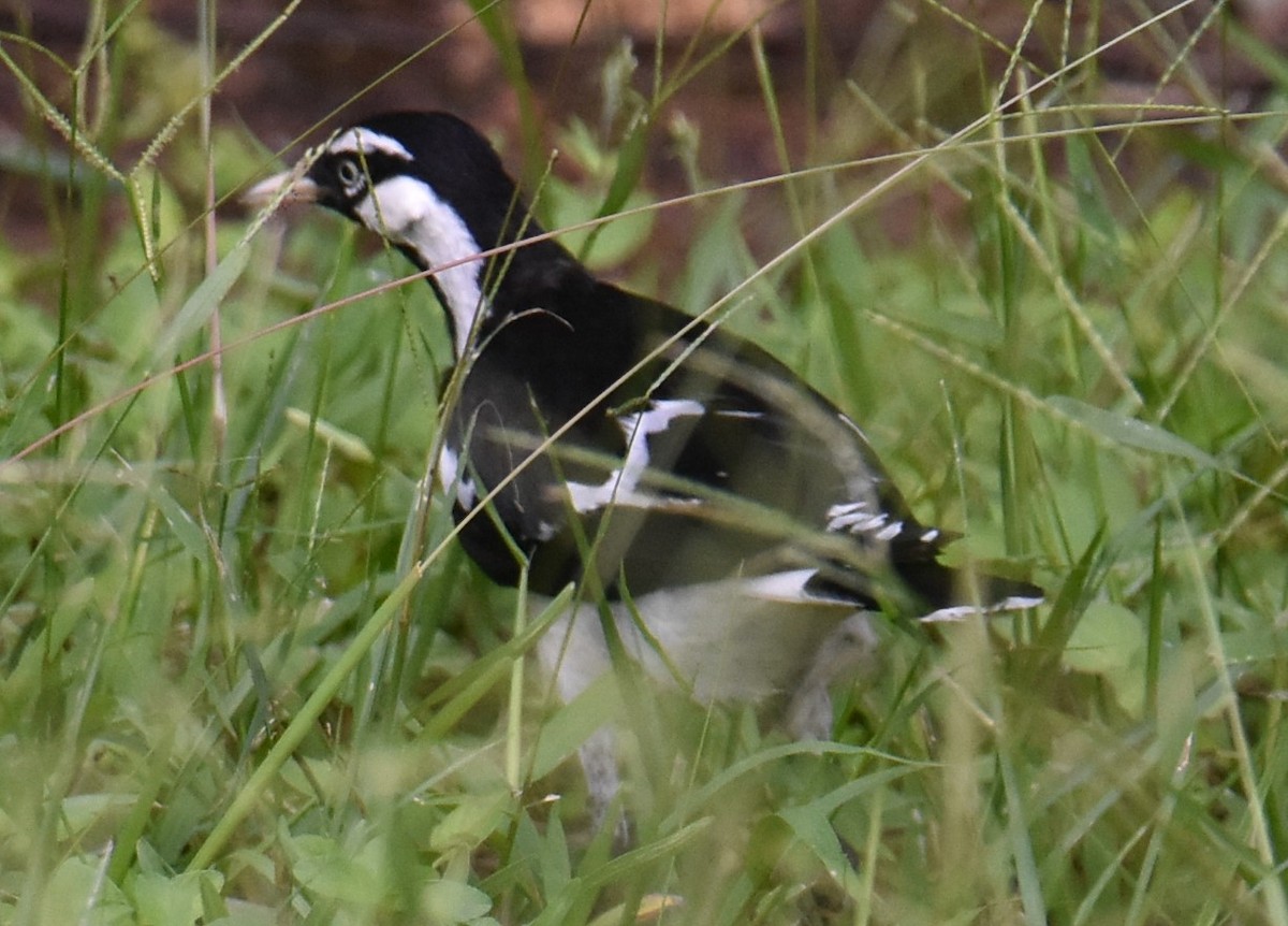 Magpie-lark - ML629323860