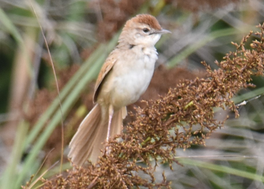 Tawny Grassbird - ML629323862