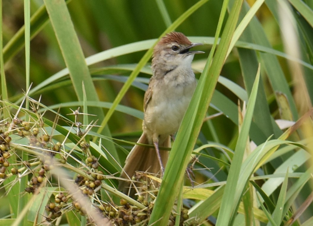 Tawny Grassbird - ML629323863