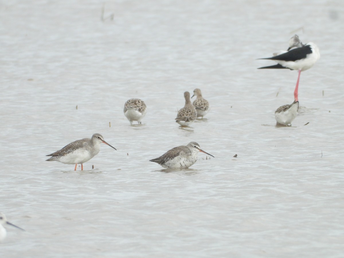 vodouš tmavý - ML629323946