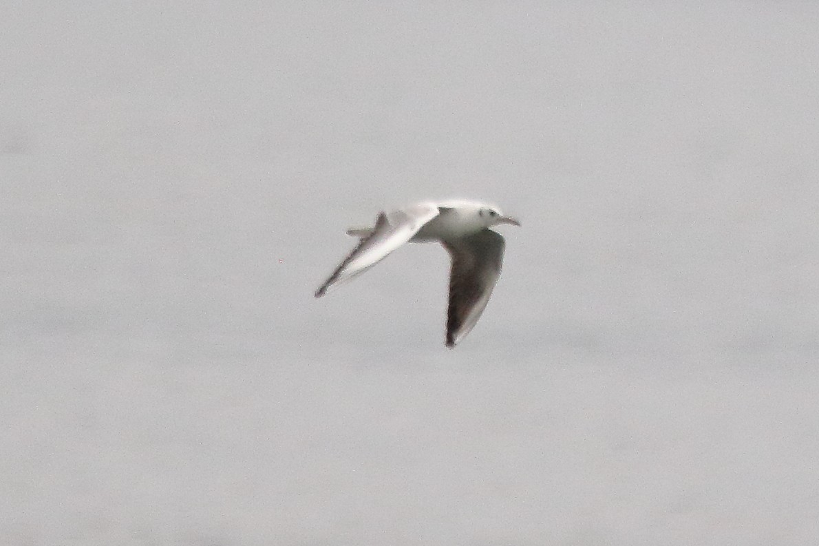 Black-headed Gull - ML629324257