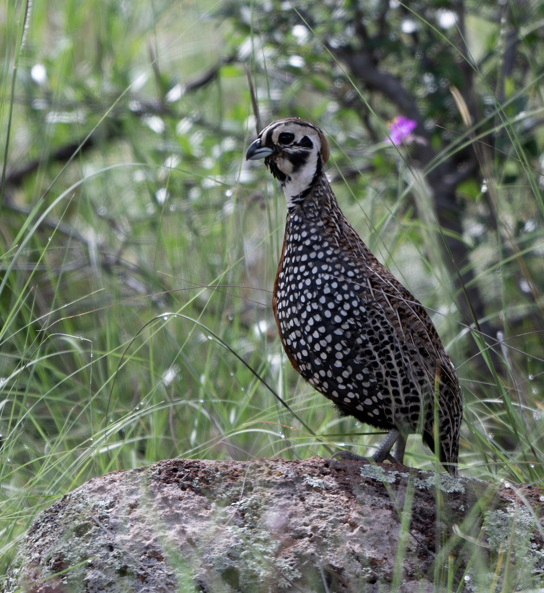 Montezuma Quail - ML629324294