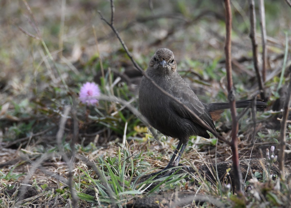 Indian Robin - ML629324372