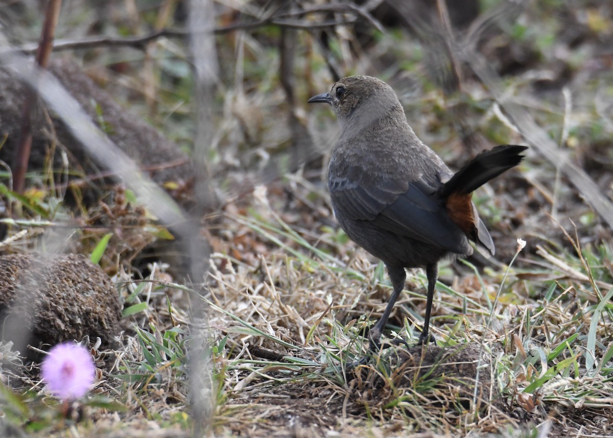 Indian Robin - ML629324373
