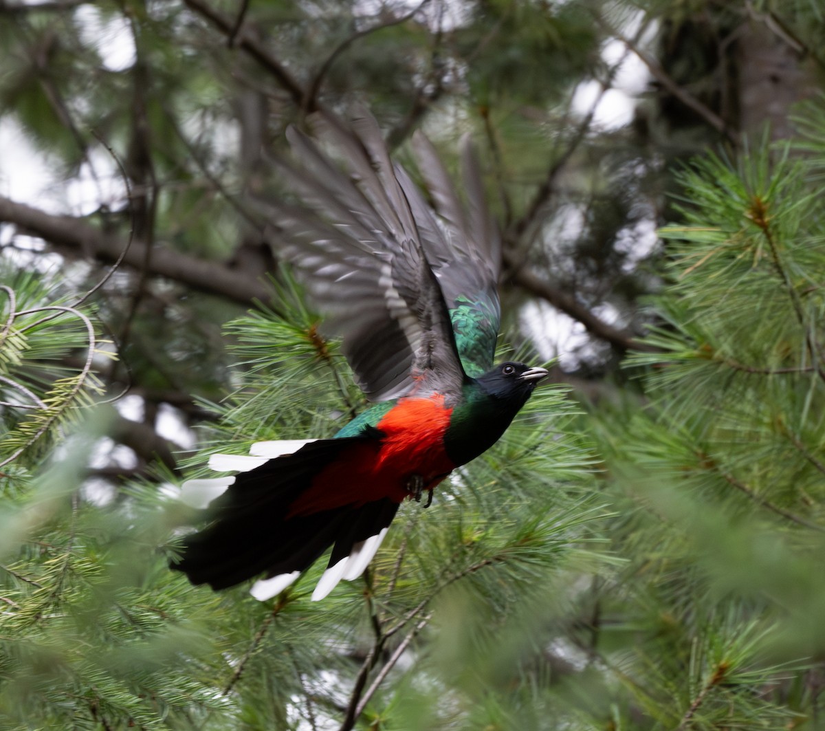 Eared Quetzal - ML629324455
