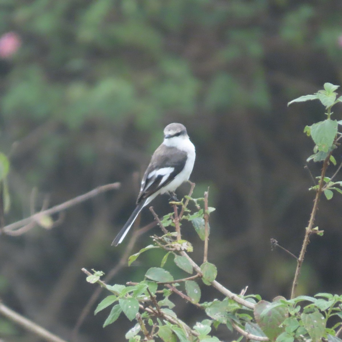 White-bellied Minivet - ML629324460