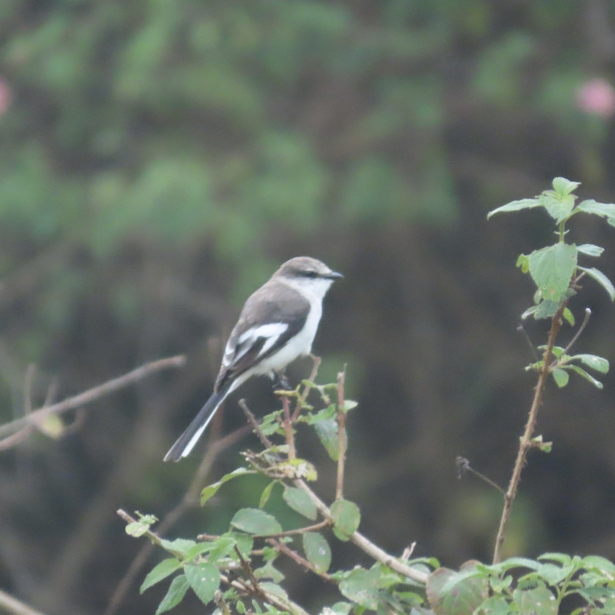White-bellied Minivet - ML629324461
