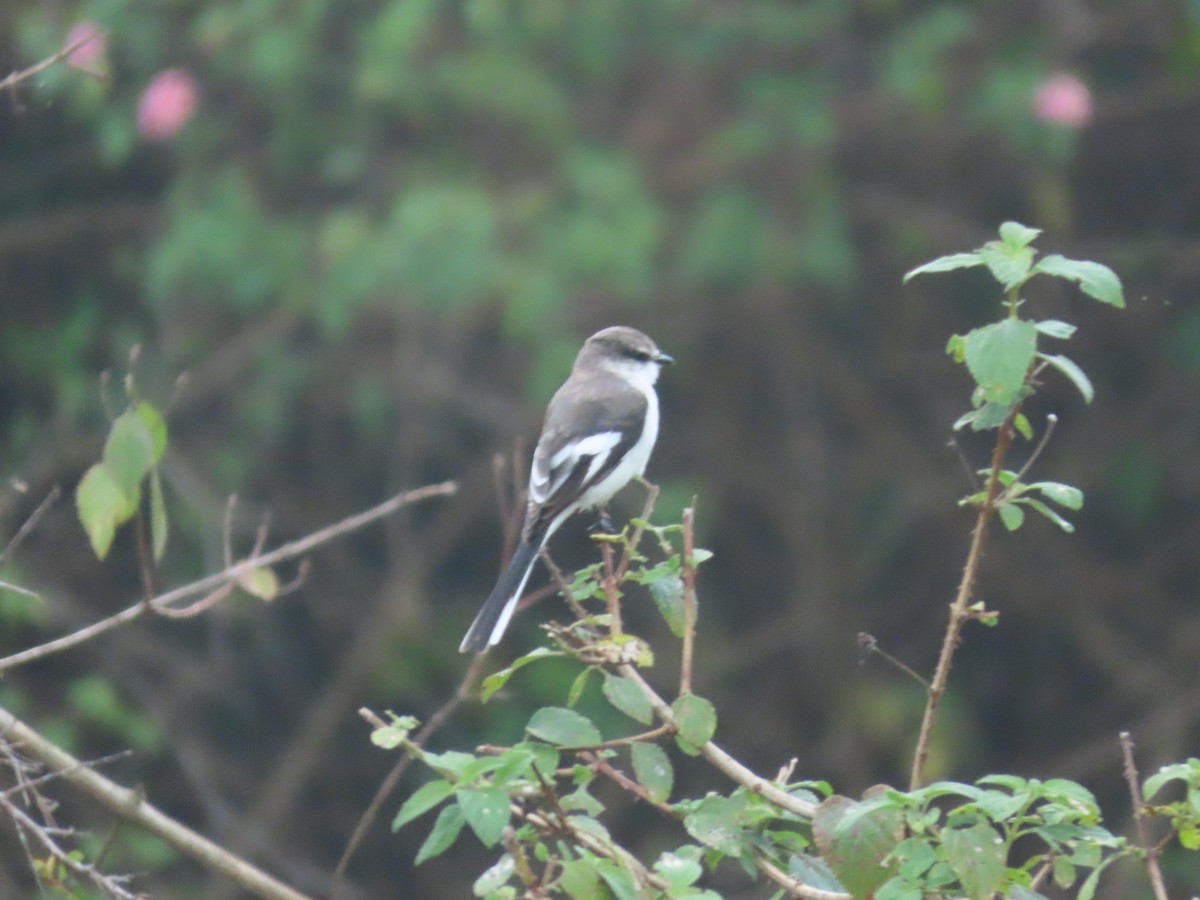 White-bellied Minivet - ML629324462