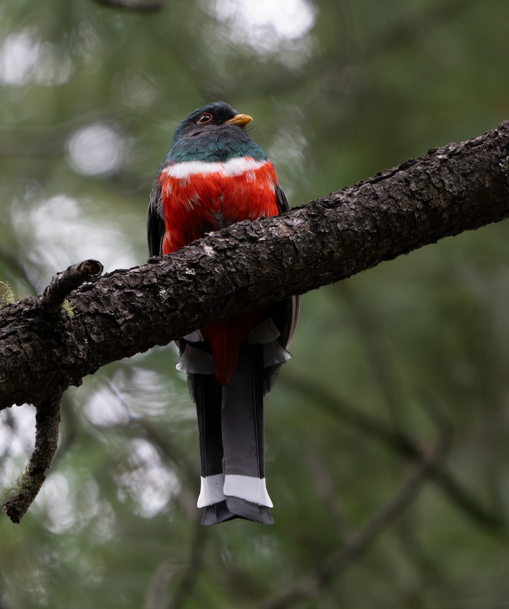 Mountain Trogon - ML629324482