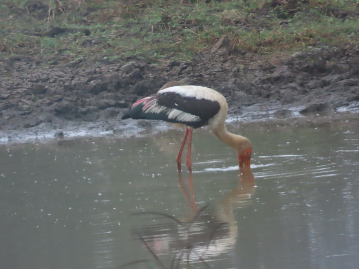 Painted Stork - ML629324488