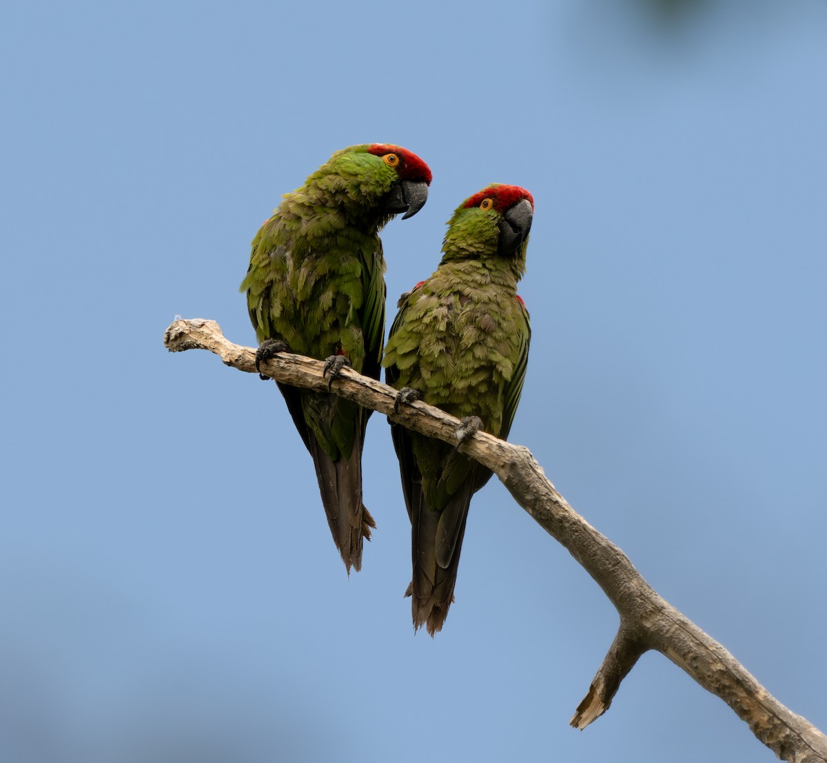 Thick-billed Parrot - ML629324506