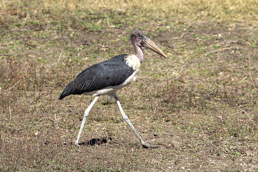 アフリカハゲコウ - ML629324519