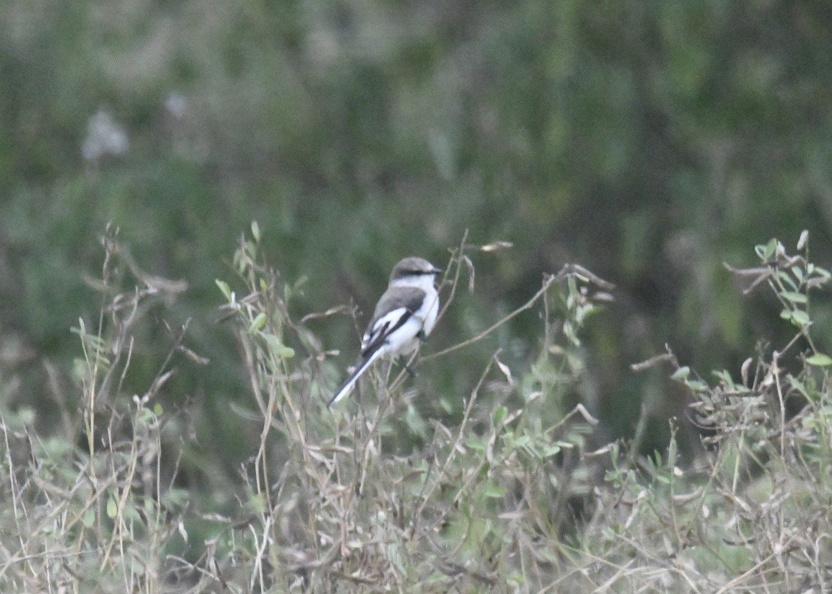 White-bellied Minivet - ML629324520