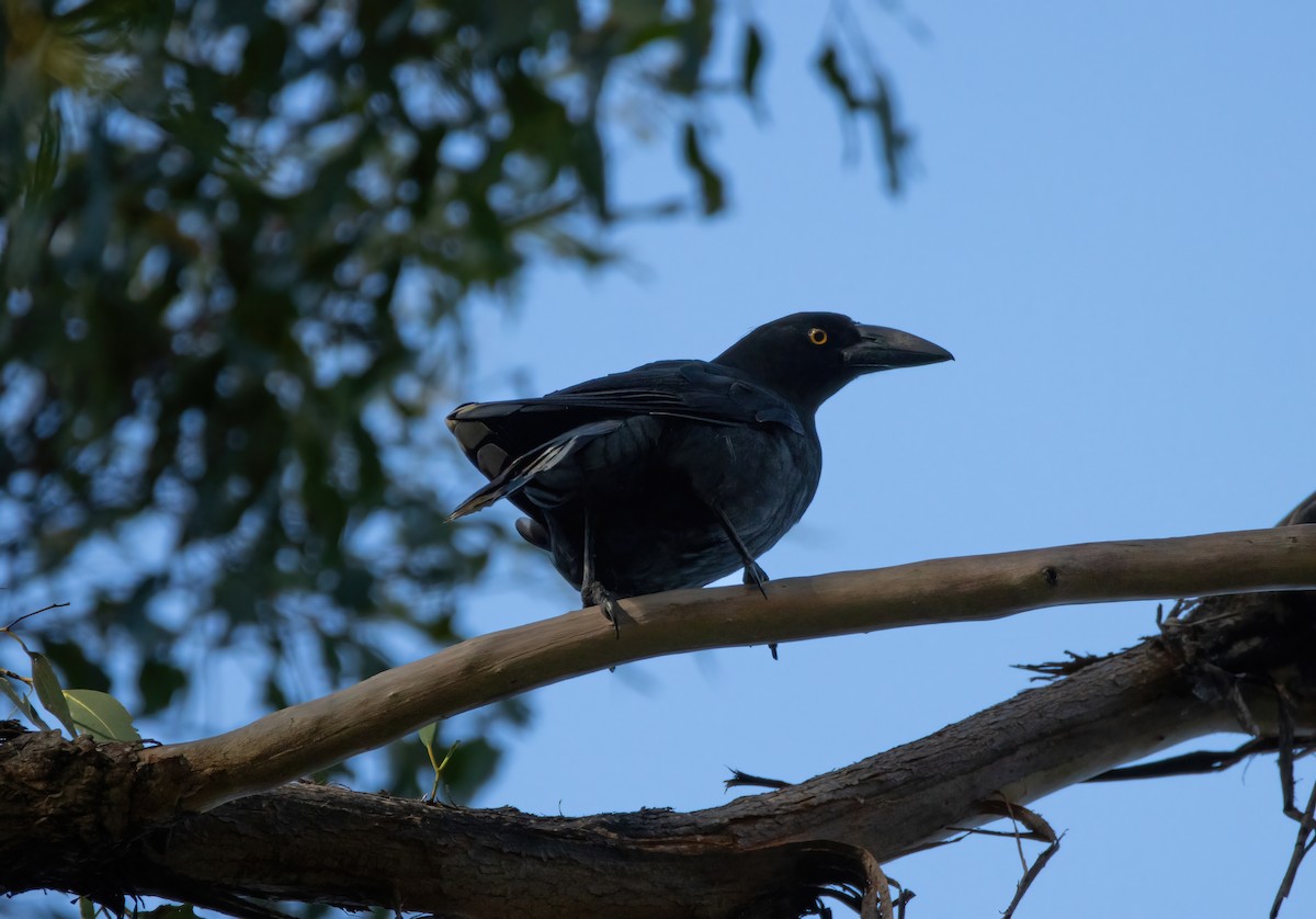 Black Currawong - ML629324528