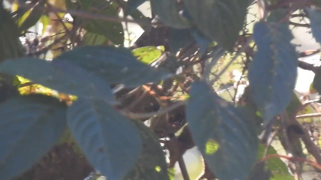 Sikkim Treecreeper - ML629324623