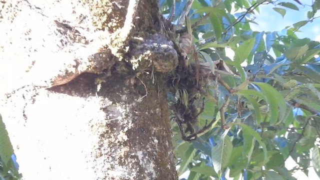 Sikkim Treecreeper - ML629324624