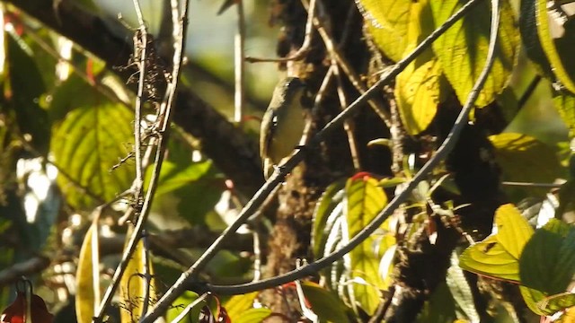 Fire-breasted Flowerpecker - ML629324663