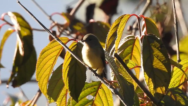 Fire-breasted Flowerpecker - ML629324664