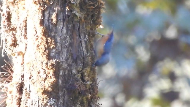 White-tailed Nuthatch - ML629324676