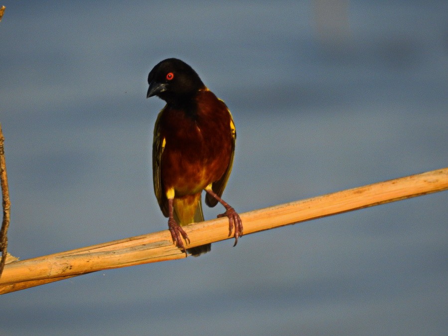 Golden-backed Weaver - ML629324871