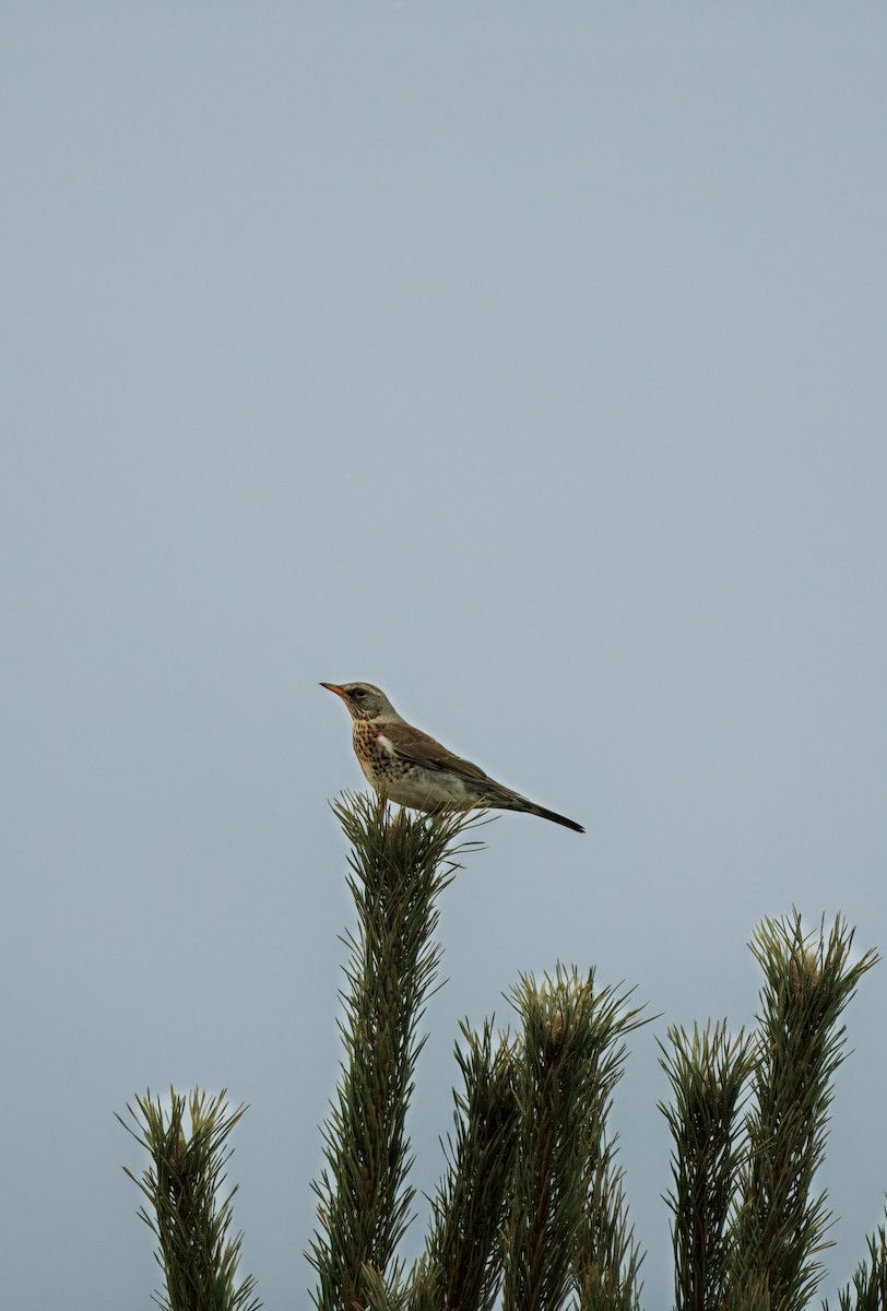 Дуулгат хөөндэй - ML629325156