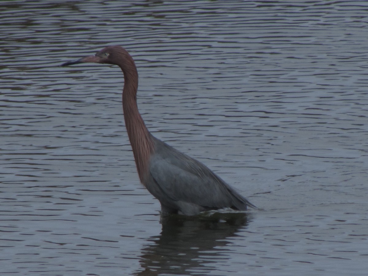 Reddish Egret - ML629325199
