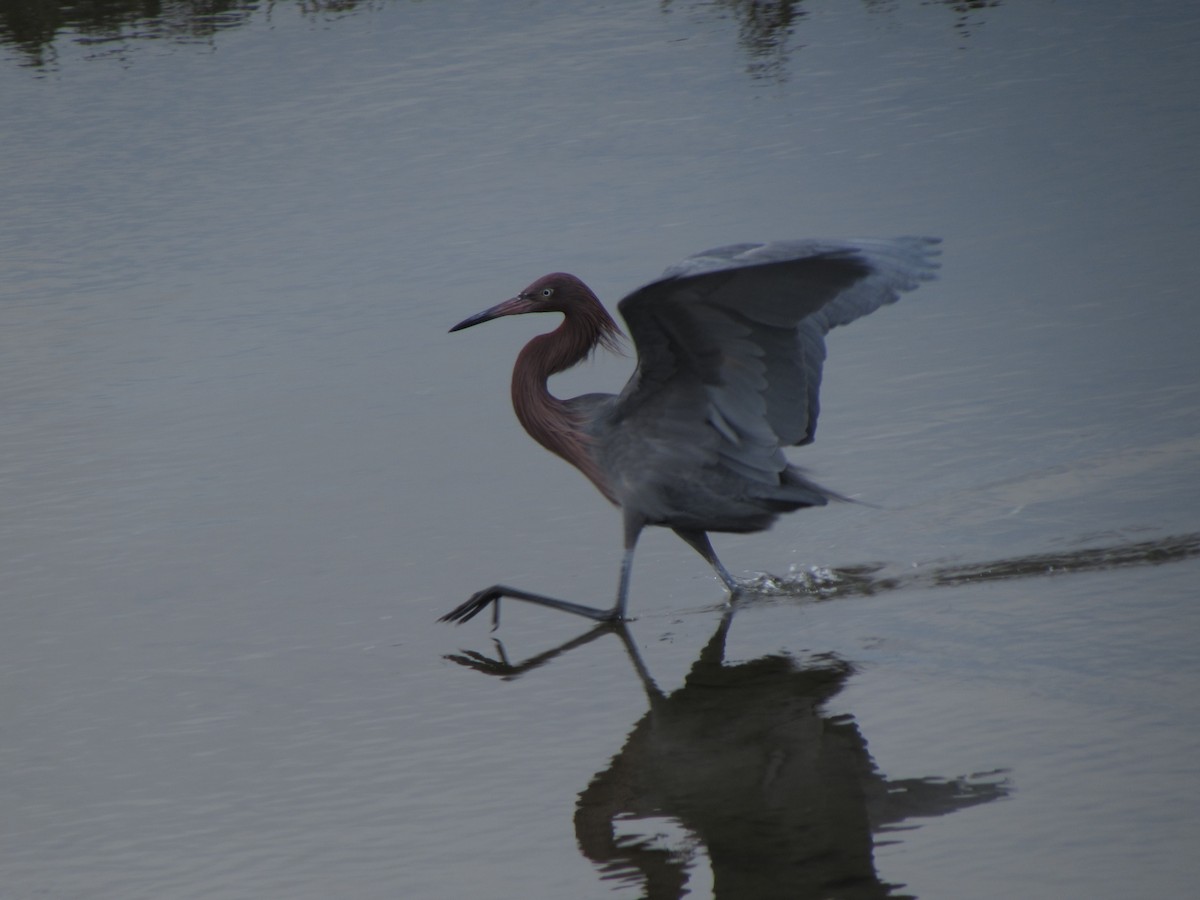 Reddish Egret - ML629325200