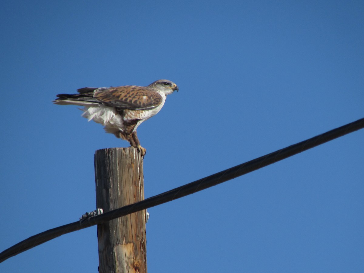 Ferruginous Hawk - ML629325206