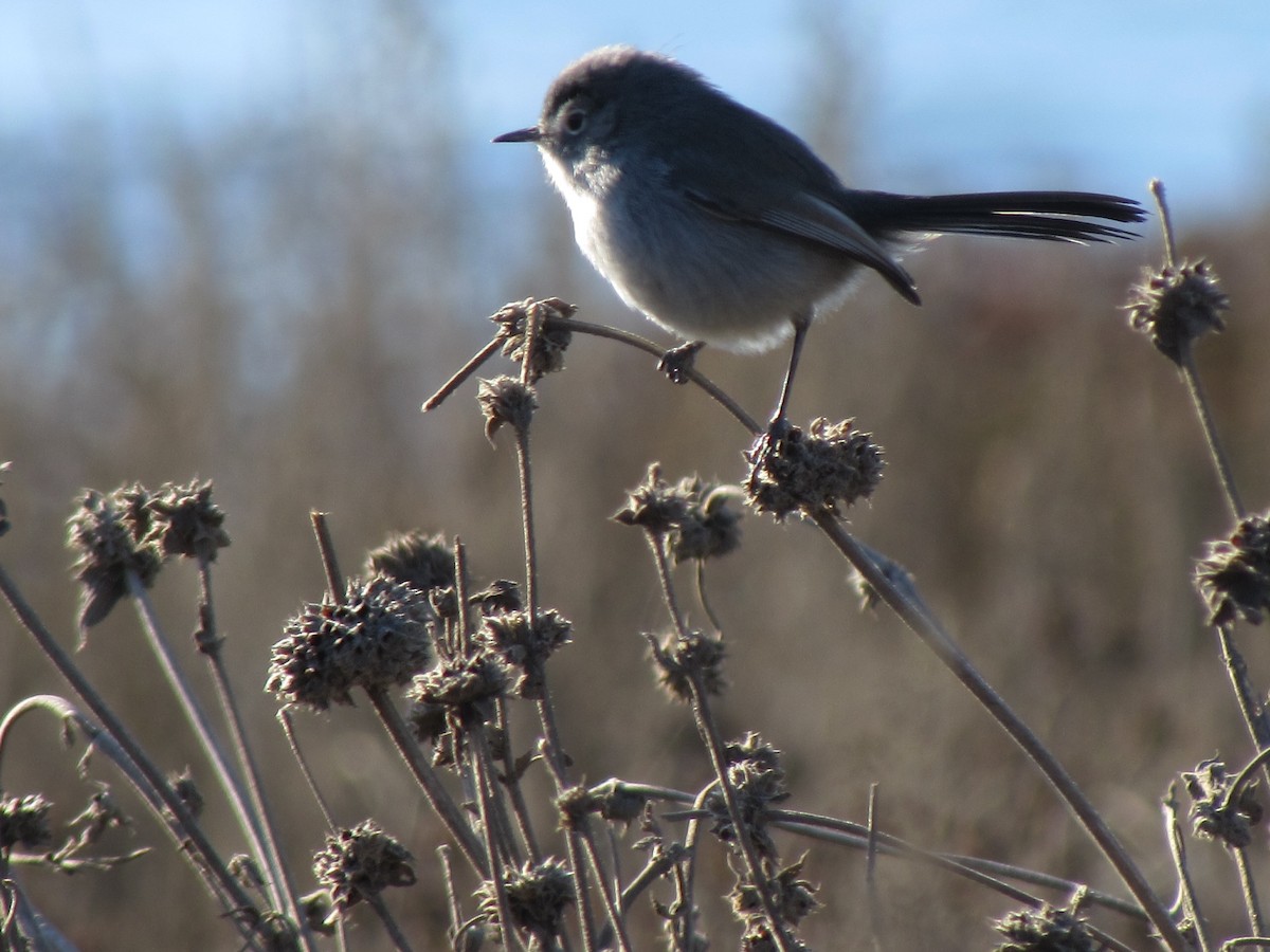 California Gnatcatcher - ML629325234