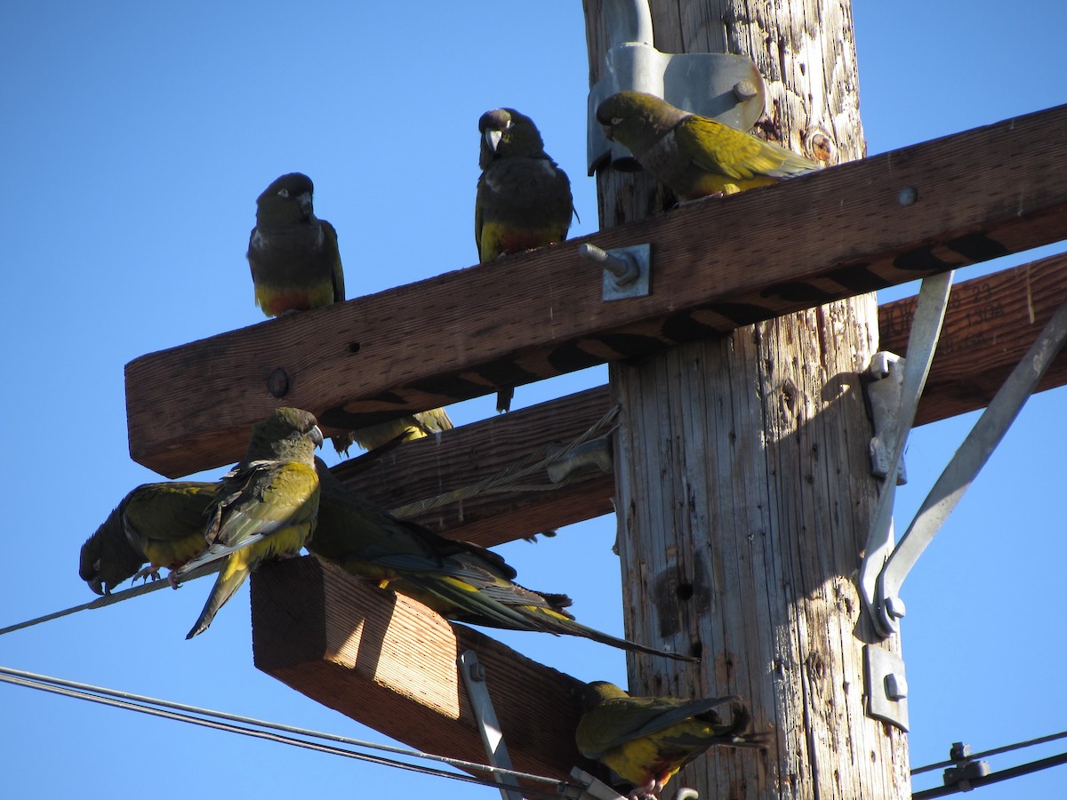 Burrowing Parakeet - ML629325270
