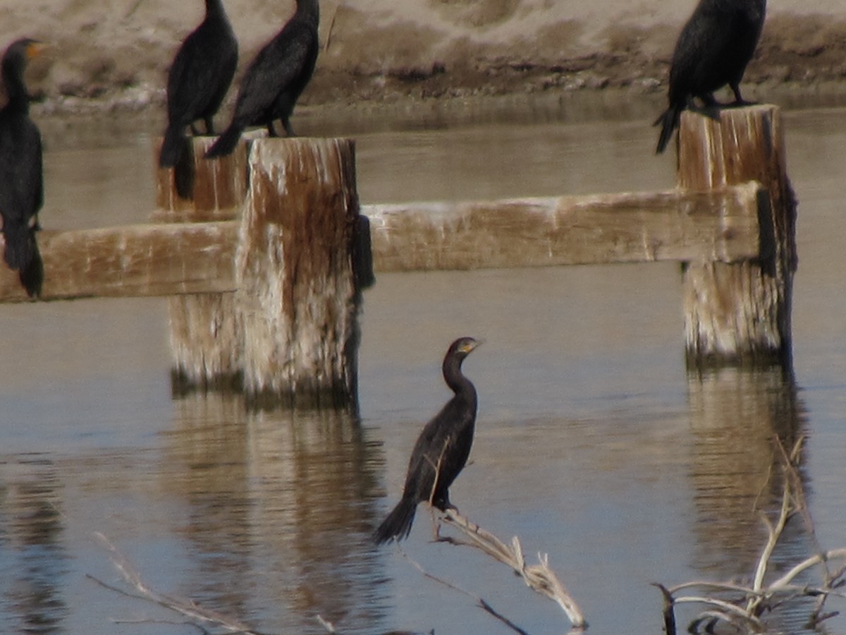 Neotropic Cormorant - ML629325304