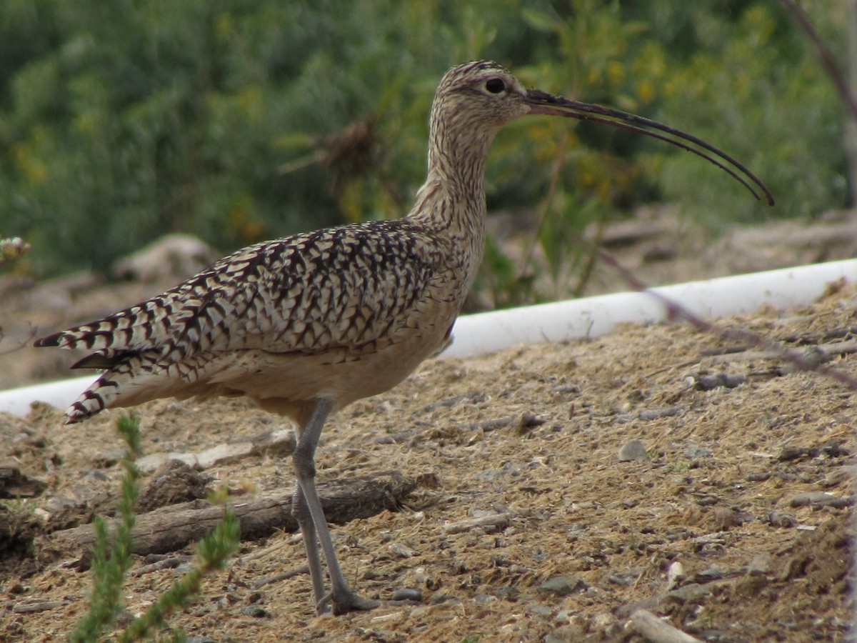 Long-billed Curlew - ML629325341