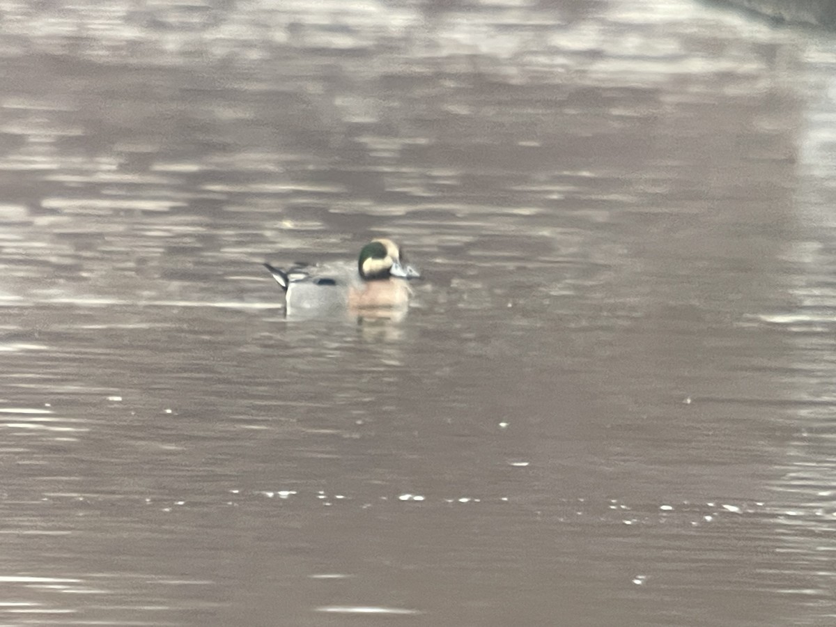 Зээрд алаг x Шовтгор алаг нугас (эрлийз) - ML629325533