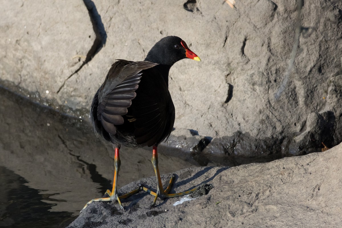 Dusky Moorhen - ML629325681