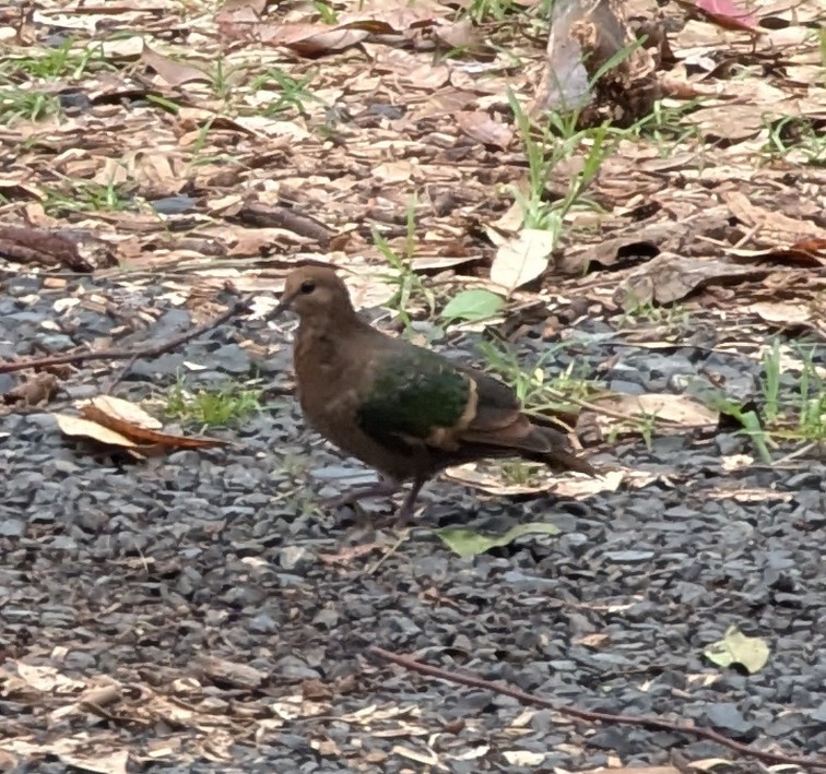 Pacific Emerald Dove - ML629325682