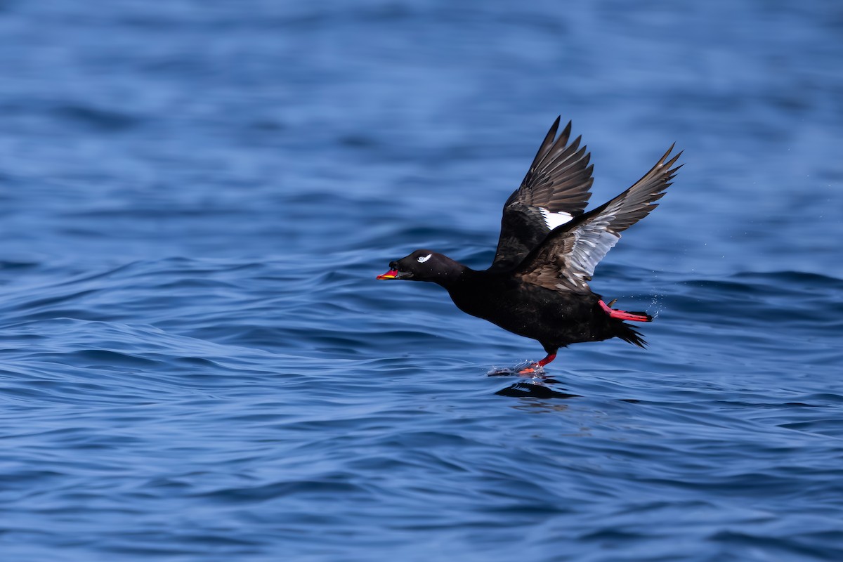 Stejneger's Scoter - ML629325789