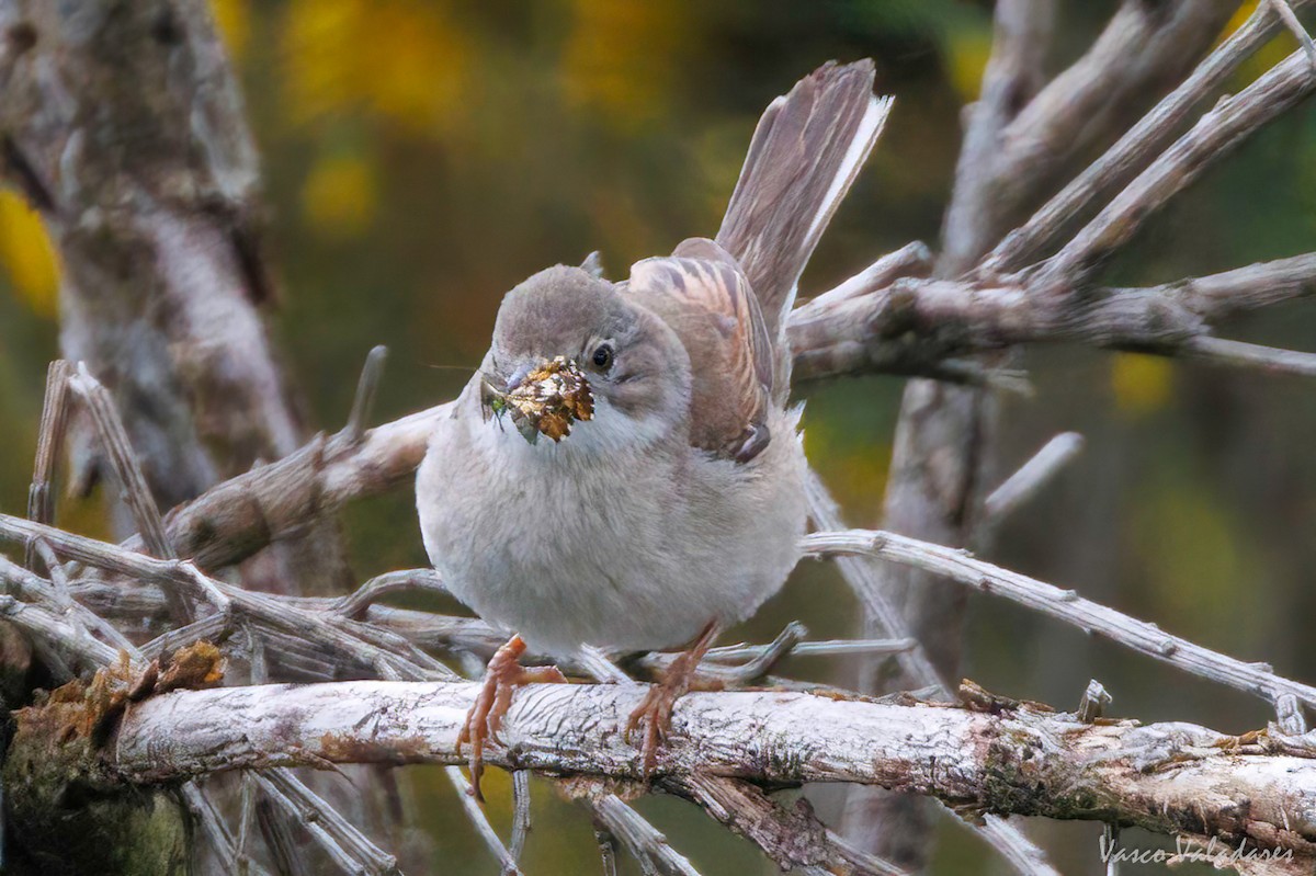 Greater Whitethroat - ML629325831