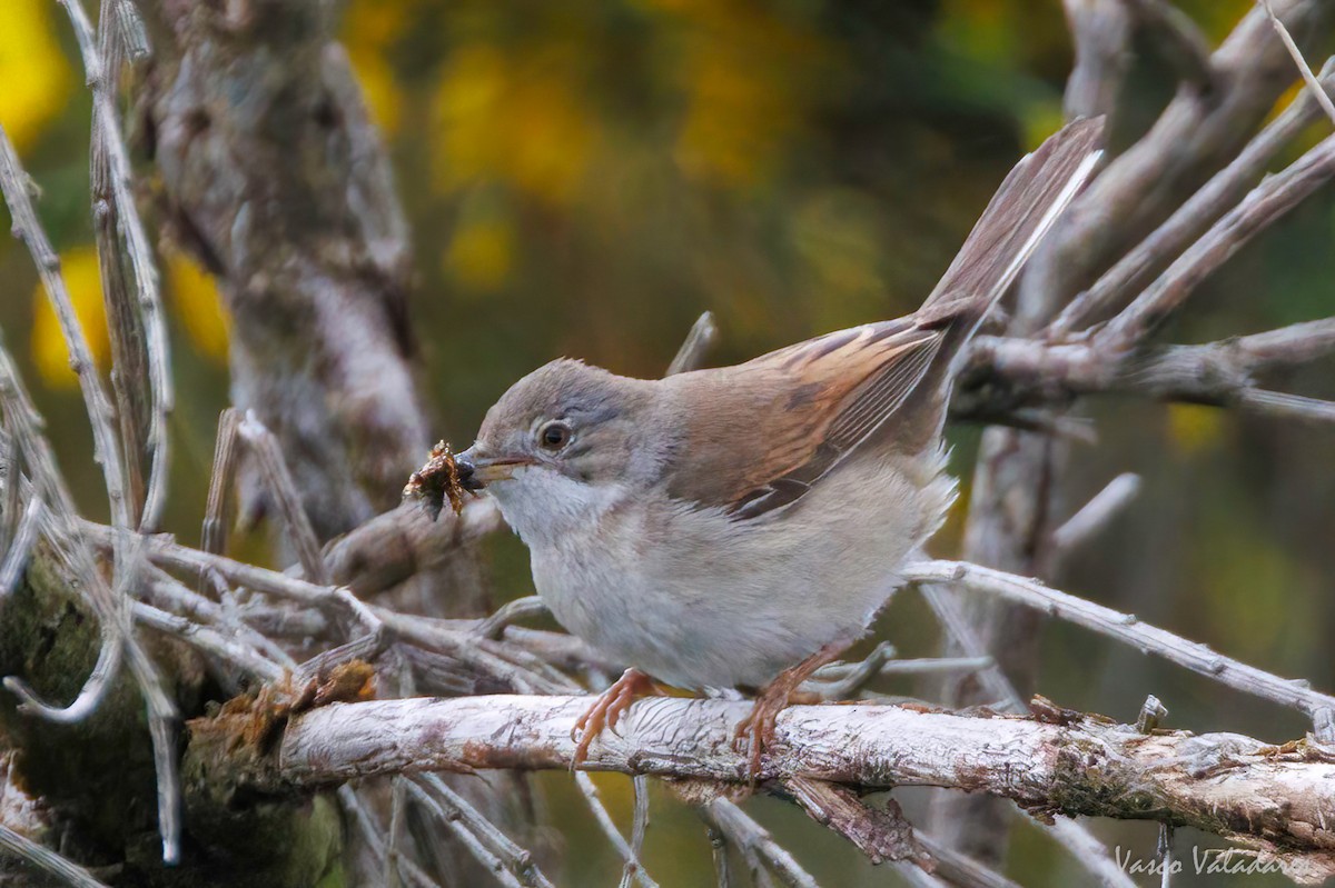 Greater Whitethroat - ML629325833