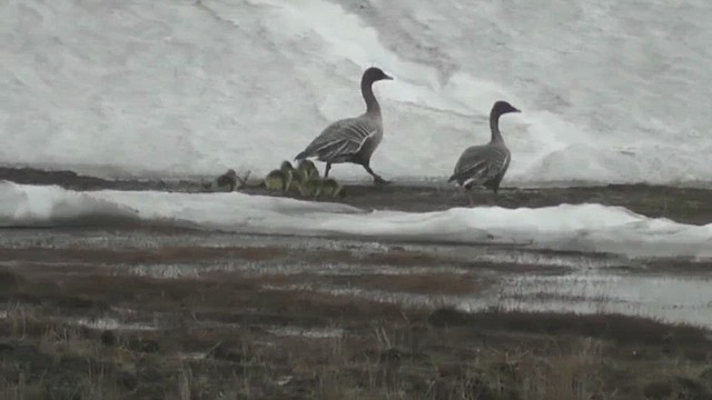 Pink-footed Goose - ML629325858