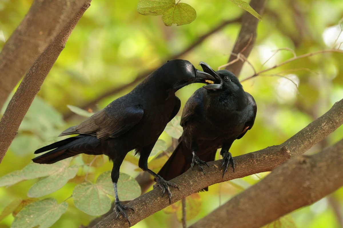 Large-billed Crow - ML629325860