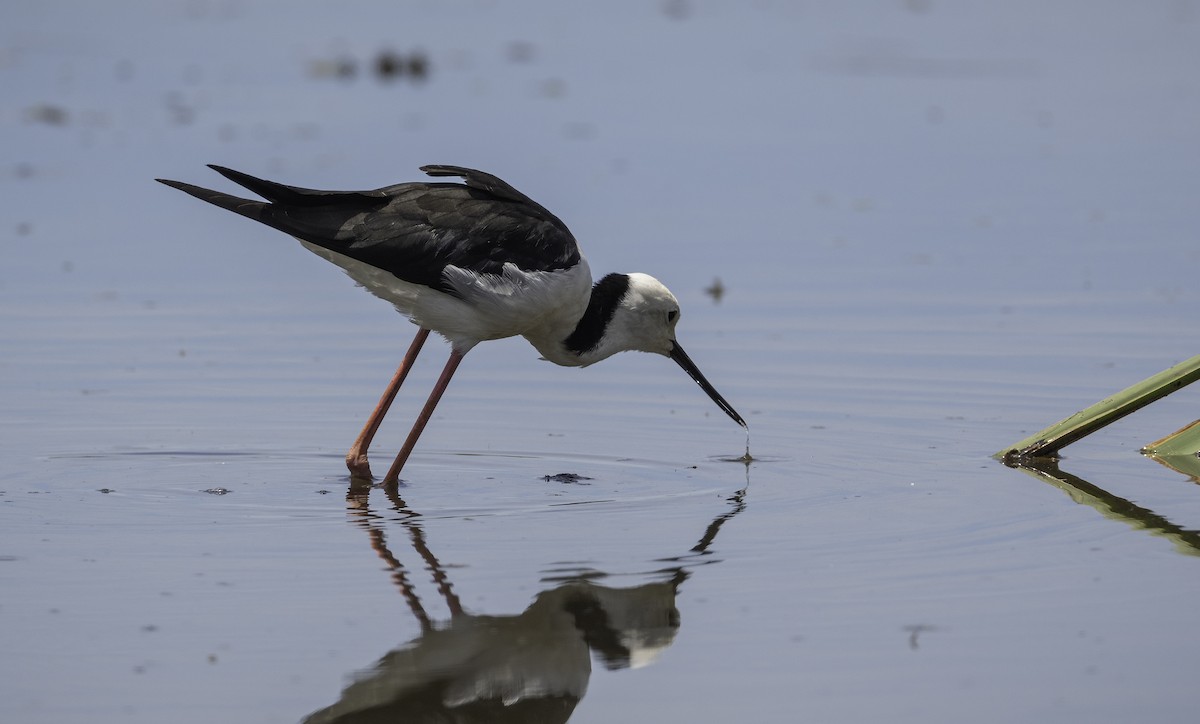 Pied Stilt - ML629325864