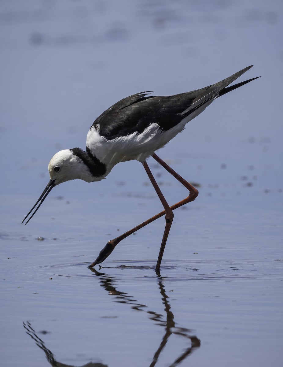Pied Stilt - ML629325865