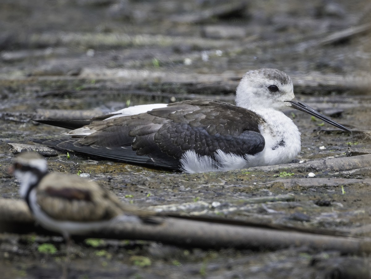 Pied Stilt - ML629325866