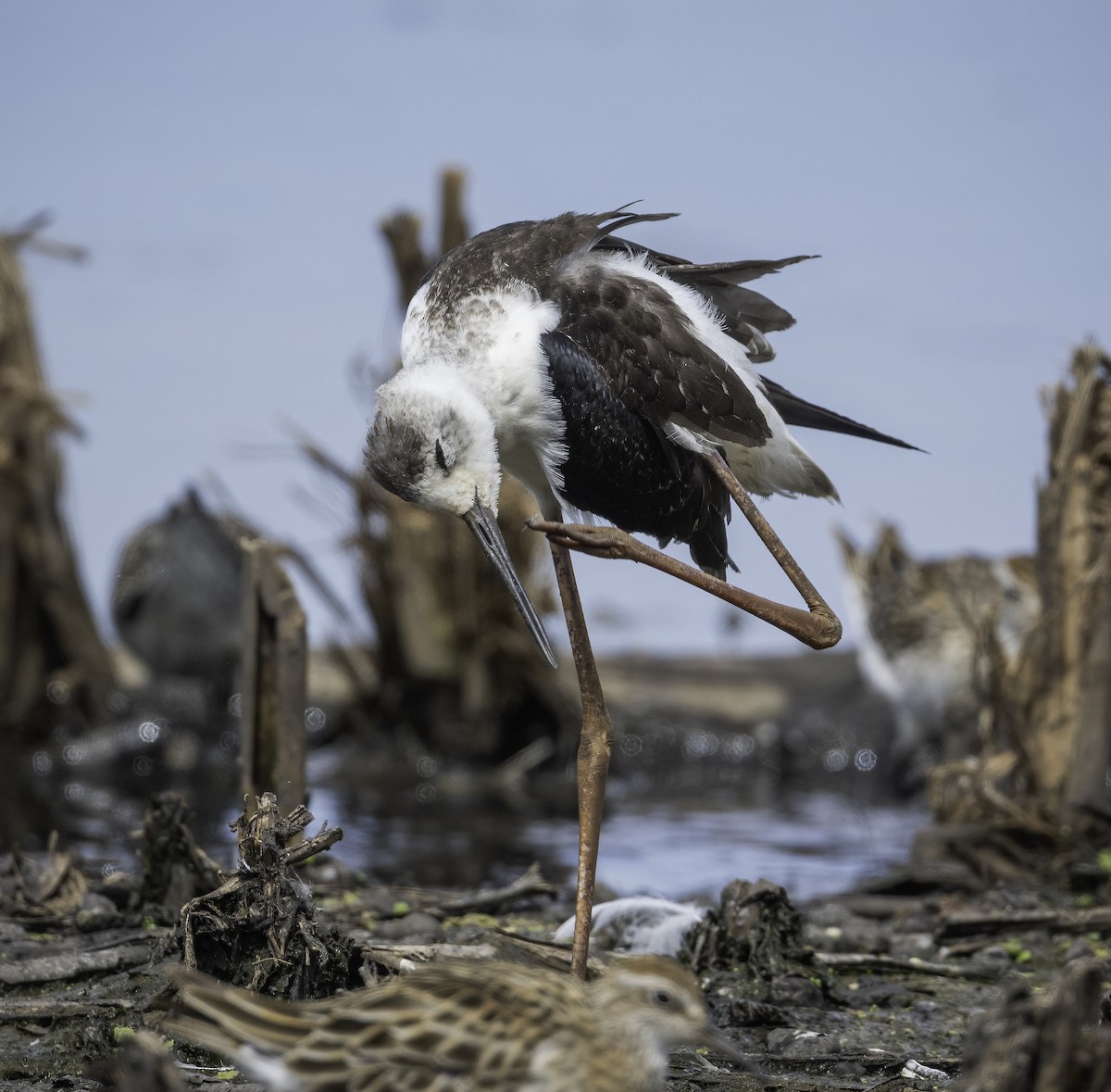 Pied Stilt - ML629325867