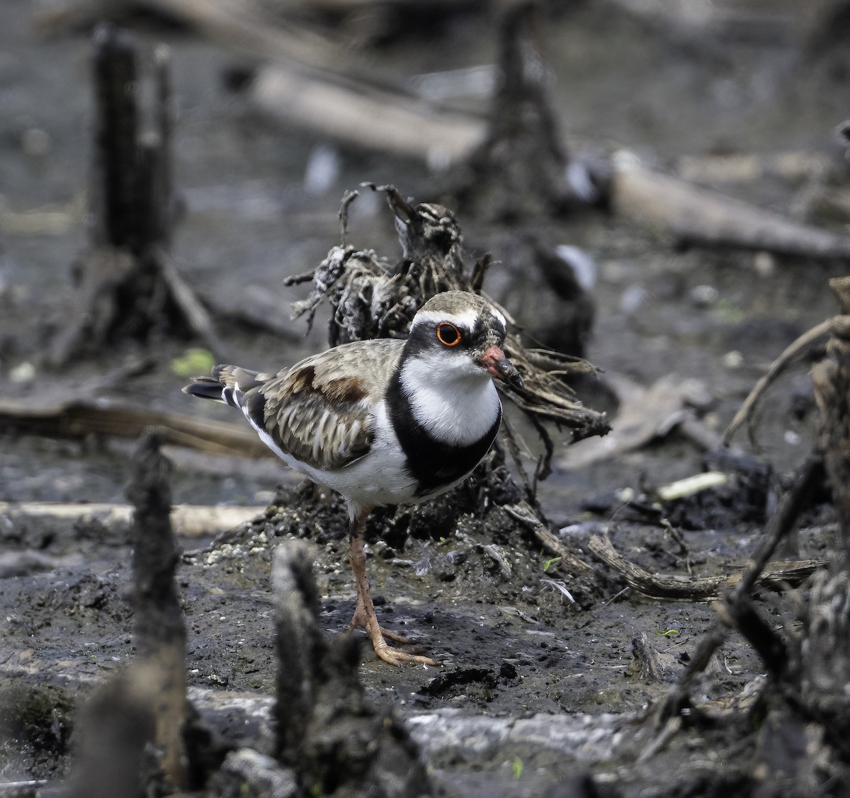 Black-fronted Dotterel - ML629325889