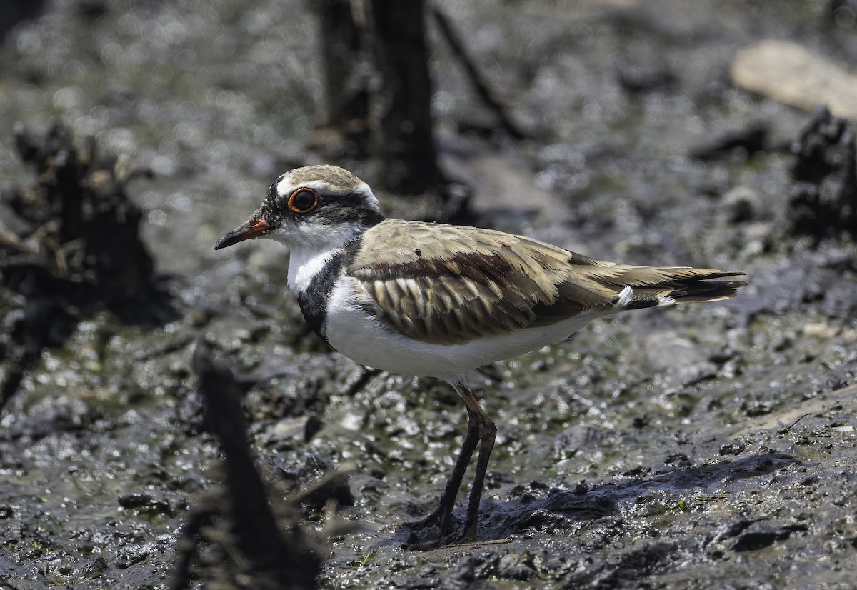 Black-fronted Dotterel - ML629325891