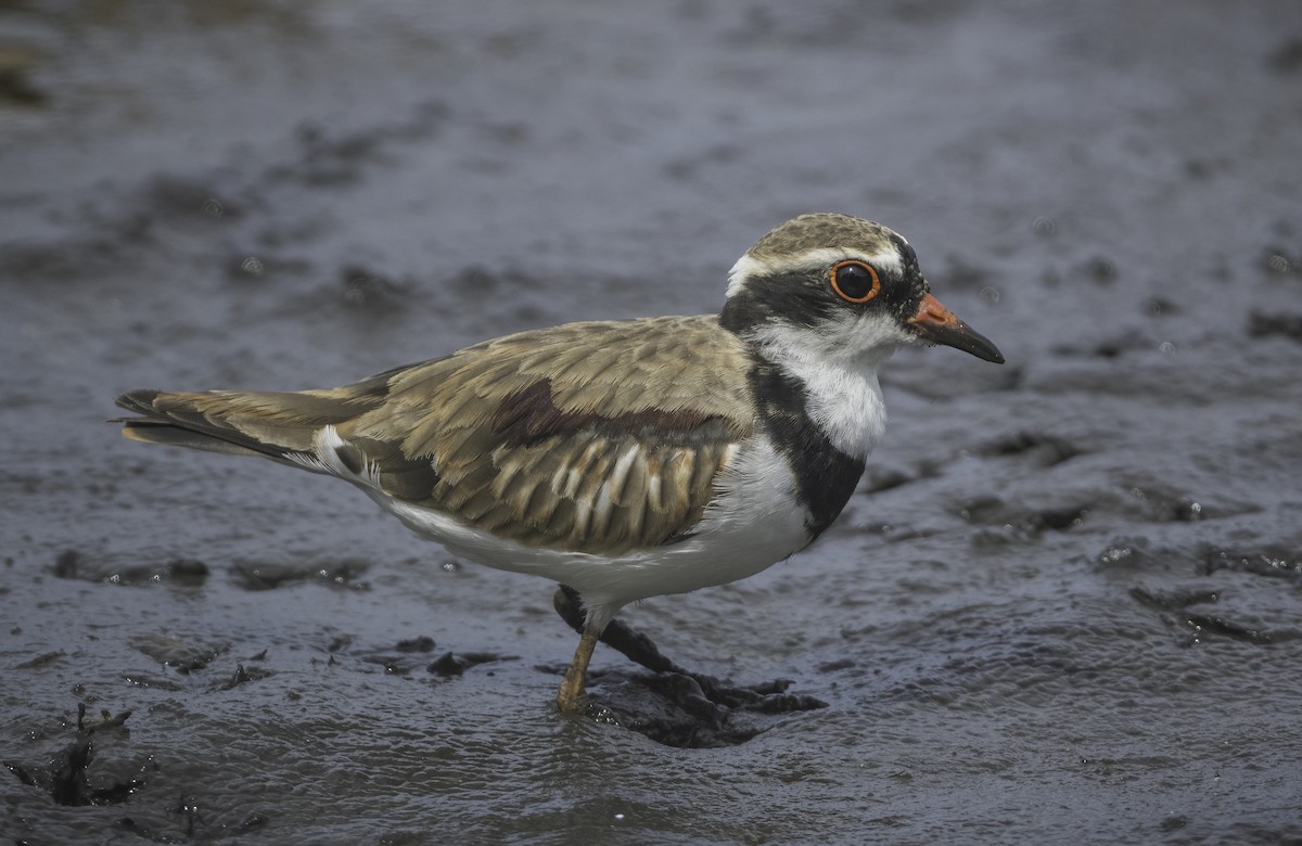Black-fronted Dotterel - ML629325892
