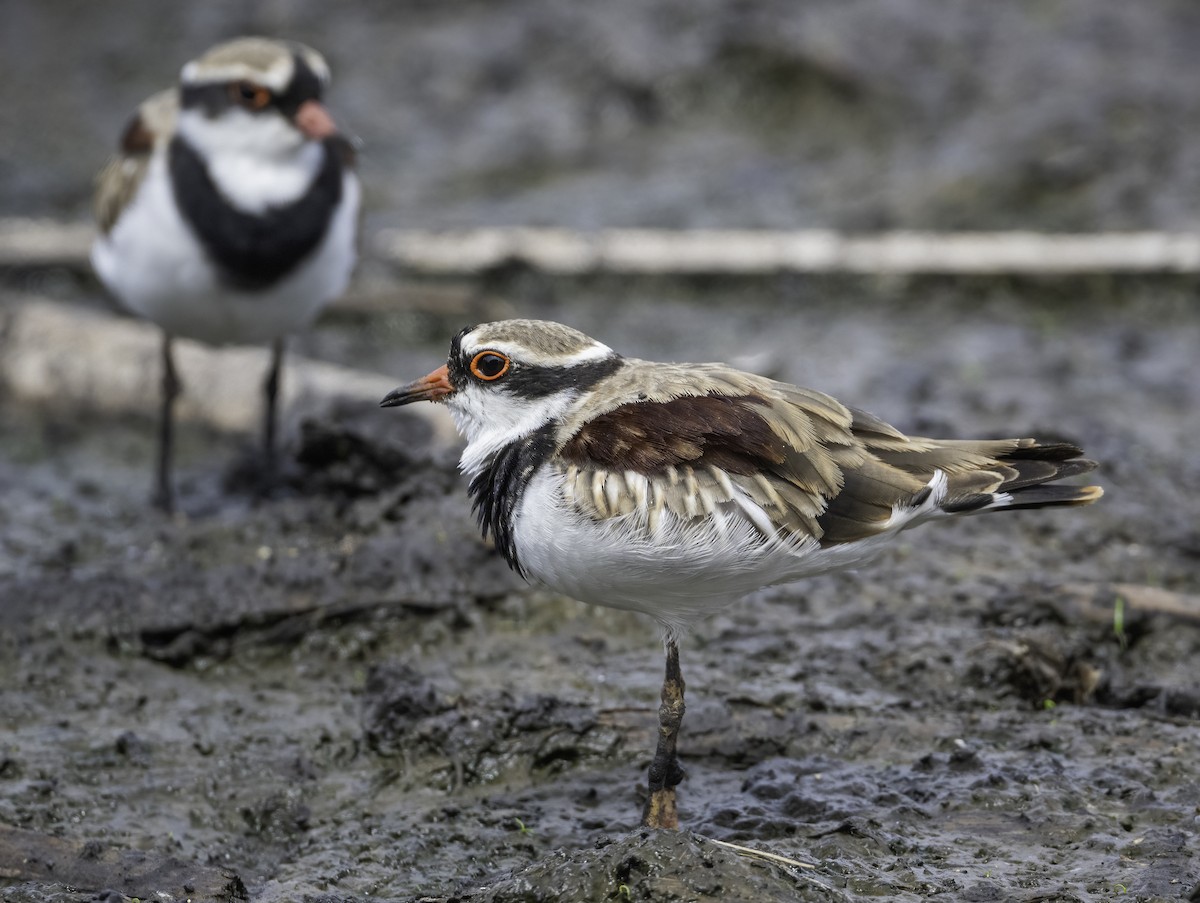 Black-fronted Dotterel - ML629325893