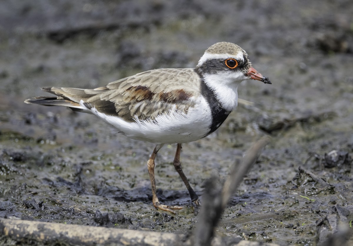 Black-fronted Dotterel - ML629325895